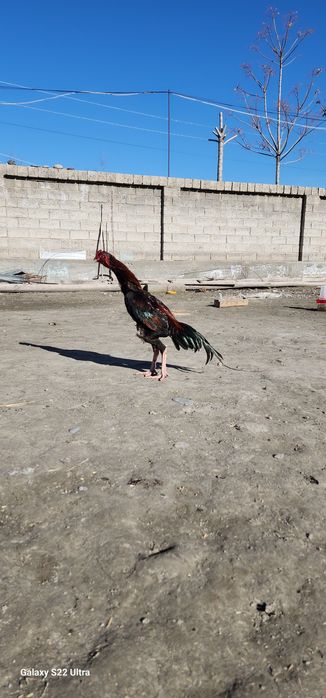 Дакан Карейский  тухуми сотилади  15 000