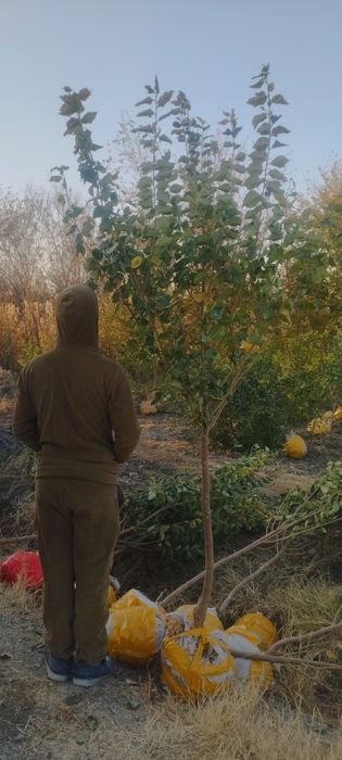 Qayragʻoch va Sada Qayragʻoch ( Gujum ) koʻchatlari