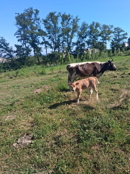 Vand vacă balțată românească cu vițică de 3 saptamani