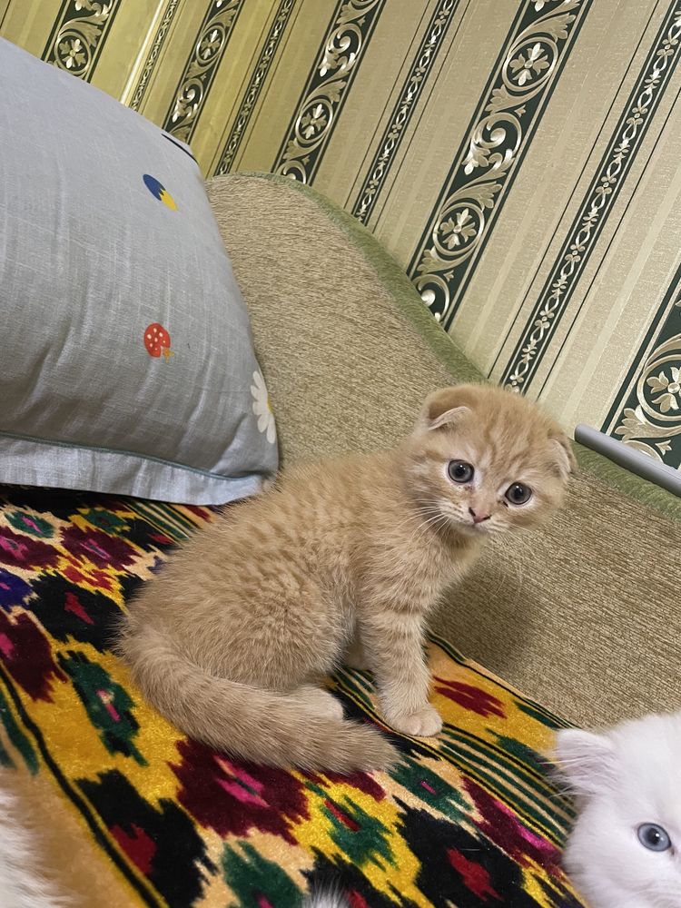 mushu bolar sotilad Продается Котенки