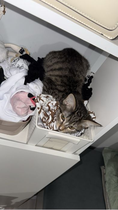 Котенок, отдам даром