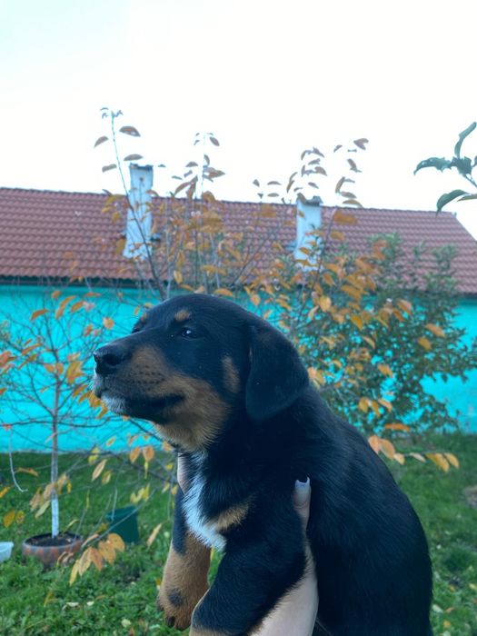 Cațeluși frumosi cauta stapani