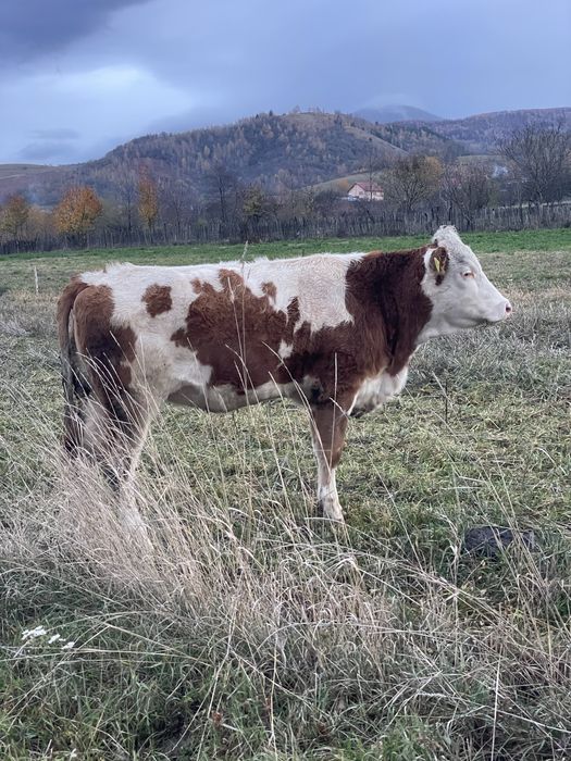 Vand junincă bălțată româneasca