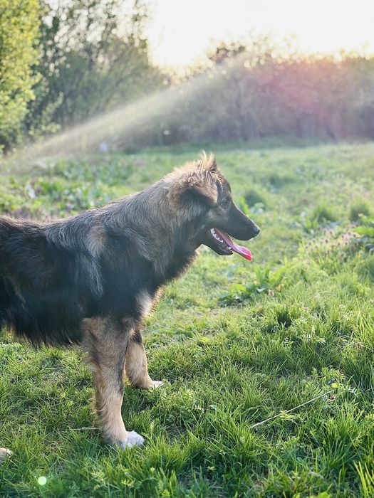 Caine pentru adoptie mascul, aproximativ 1 an