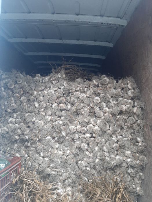 Vând ceapă și usturoi