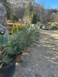 palmieri trachycarpus fortunei, cycas si multi altii