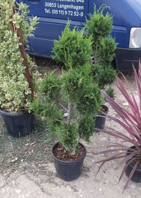 Plante Ornamentale