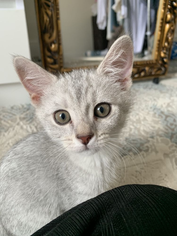 Отдам котят в добрые руки