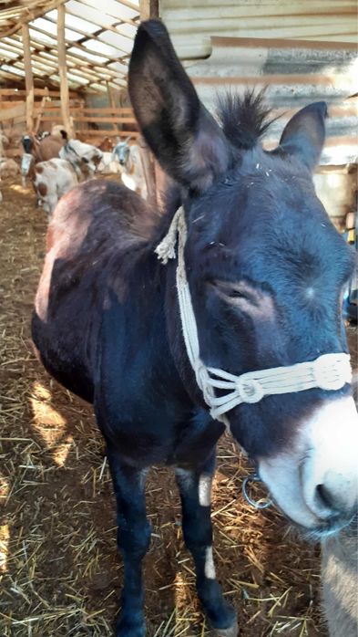 Vand magar invatat intre animale si la caruta