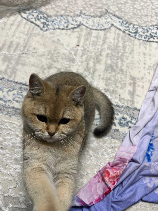 Продаётся Золотая шиншилла девочка