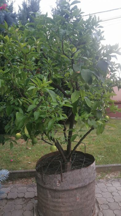 Lămâi / pom la ghiveci
