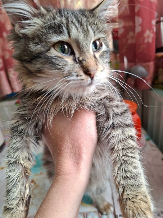 Отдам котят в добрые руки.