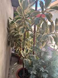 planta de interior Ficus Elastică