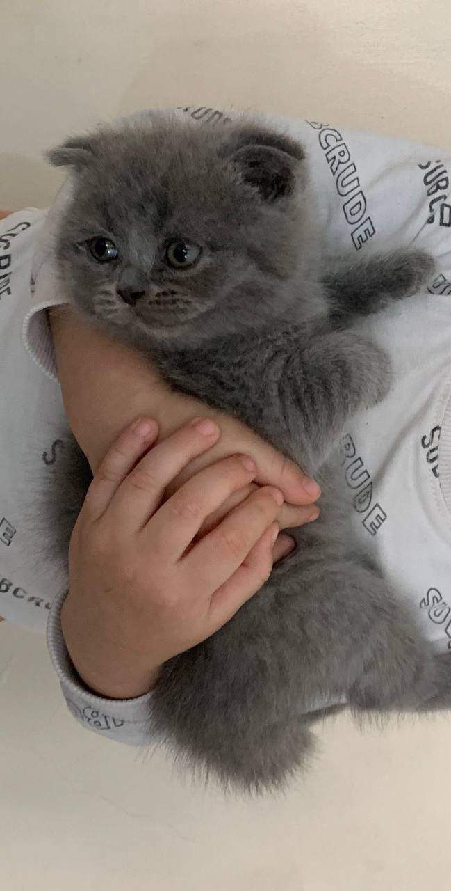 Вязка Британские кот лиливые цветь