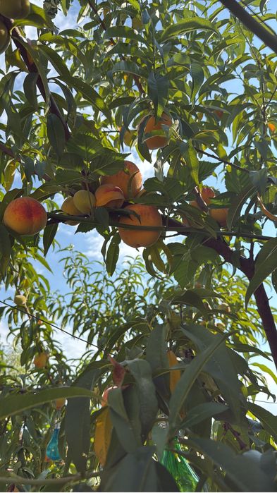 Pomi fructiferi mari ! La ghiveci !