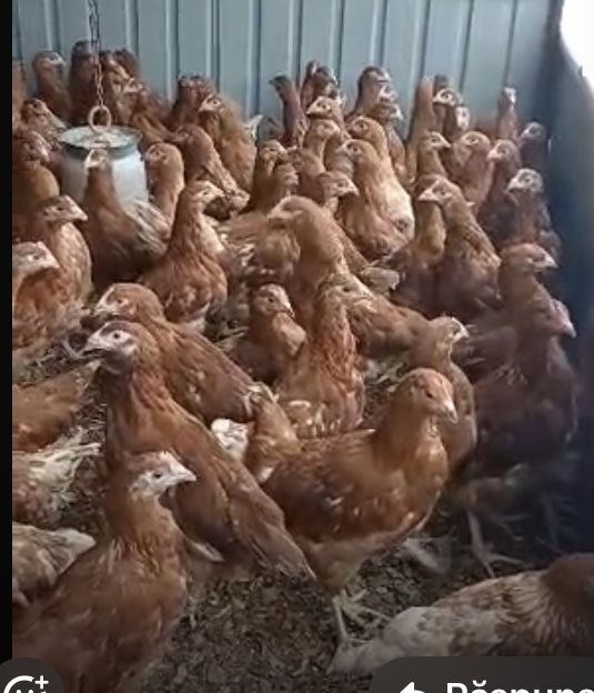 De ce să cumperi puicuțele direct din fermă avicolă Balagri?