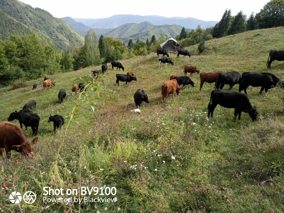 vand vaci ANGUS rosii si negre