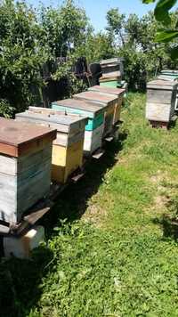 Vând 8 familii  de albine