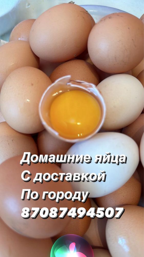 Домашие яйца