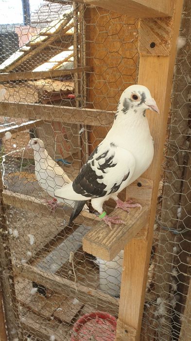 Ocazie! Vand 4 femele voiajor de concurs cu  super origini!