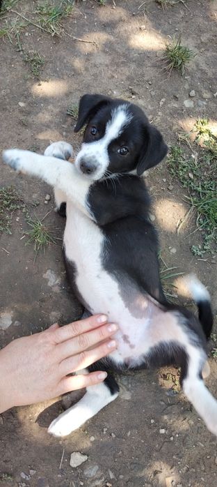Donez catelusa vaccinata și cu carnet