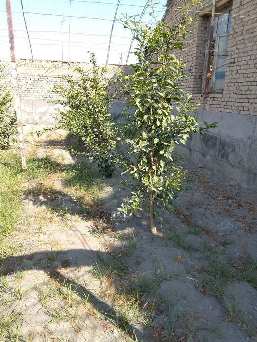 Limon ko'chatlari sotiladi 80 tub bor 4 yillik mir navidan