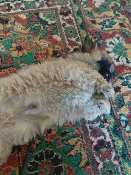 Пекинесы мальчики