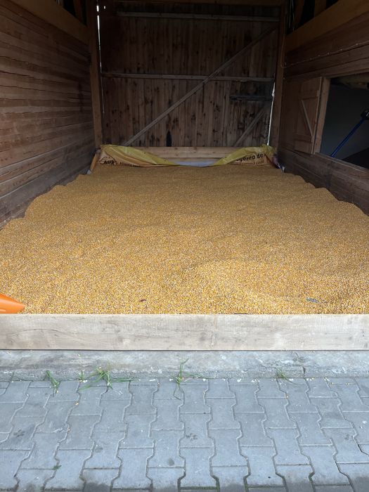 Porumb de vanzare productie 2025