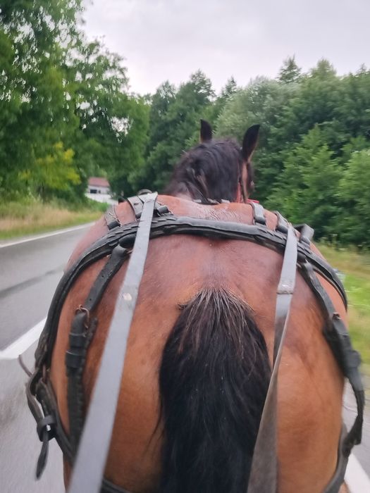 Iapa frumoasa de vânzare