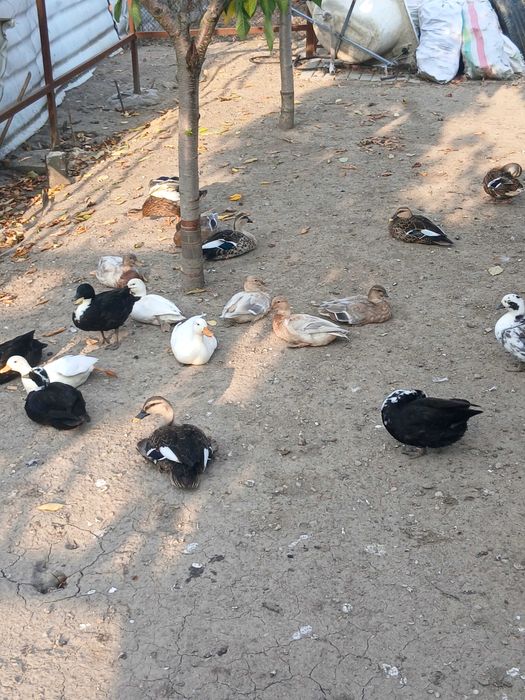 De vânzare rațe pitice olalandeze