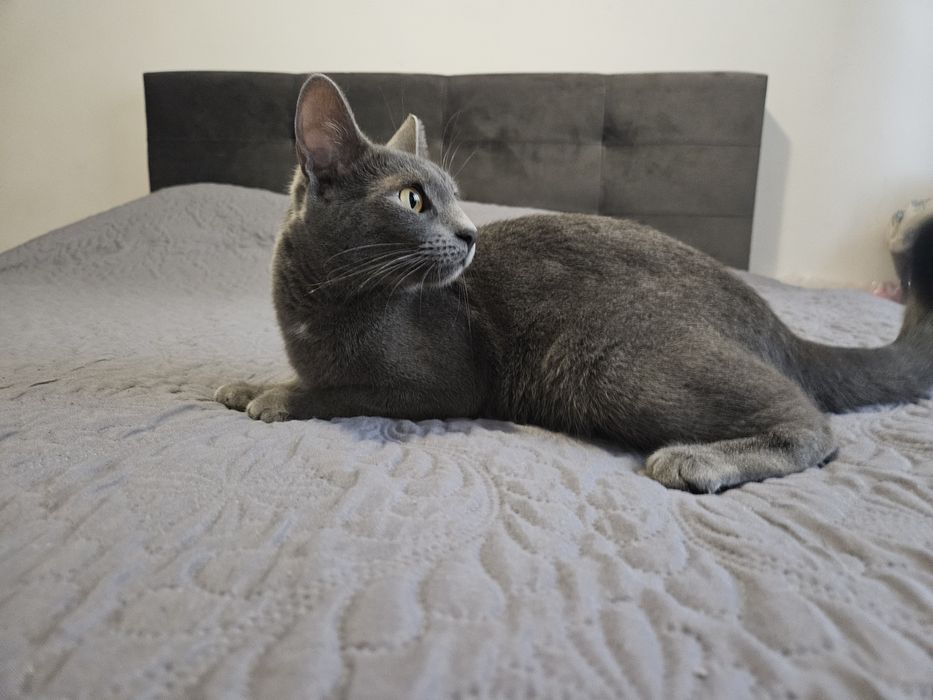 Donez pisica metis Albastru de Rusia