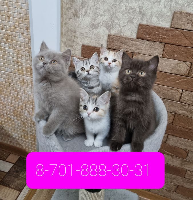 Профессиональный питомник британских и шотландских котят!