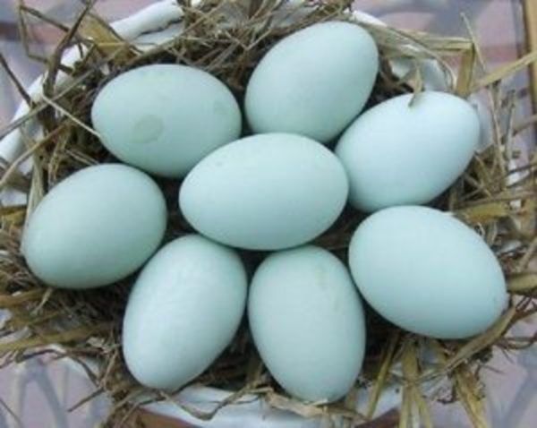 Oua verzi Ameraraucana de incubat