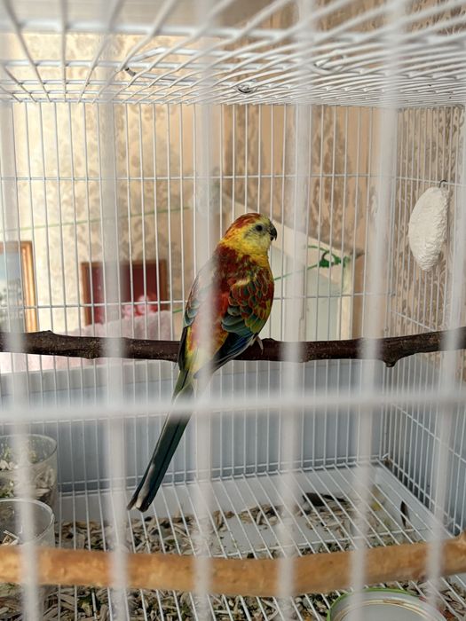 Продаются певчие попугаи