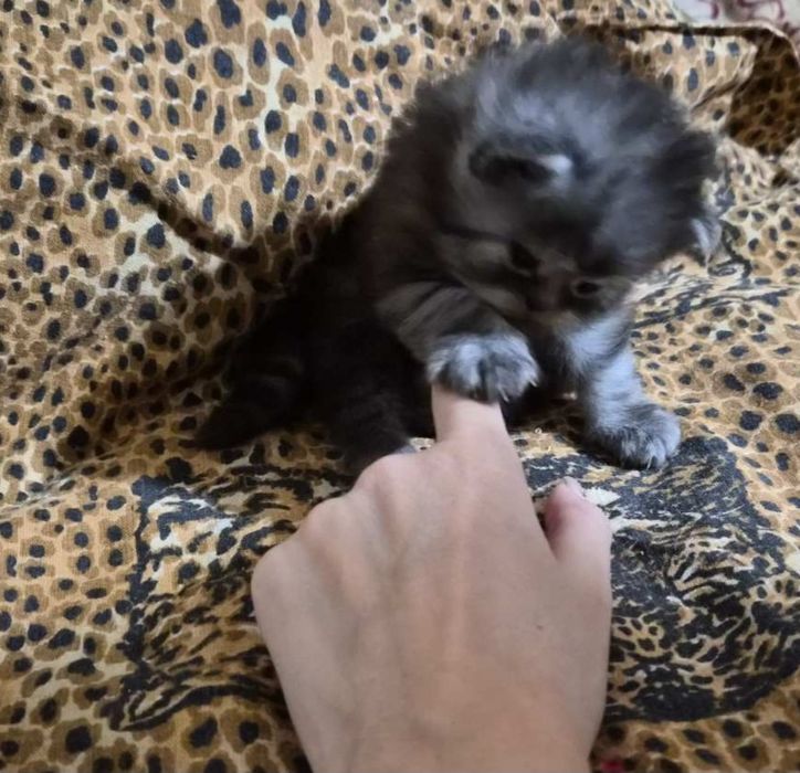 Персийски котенца