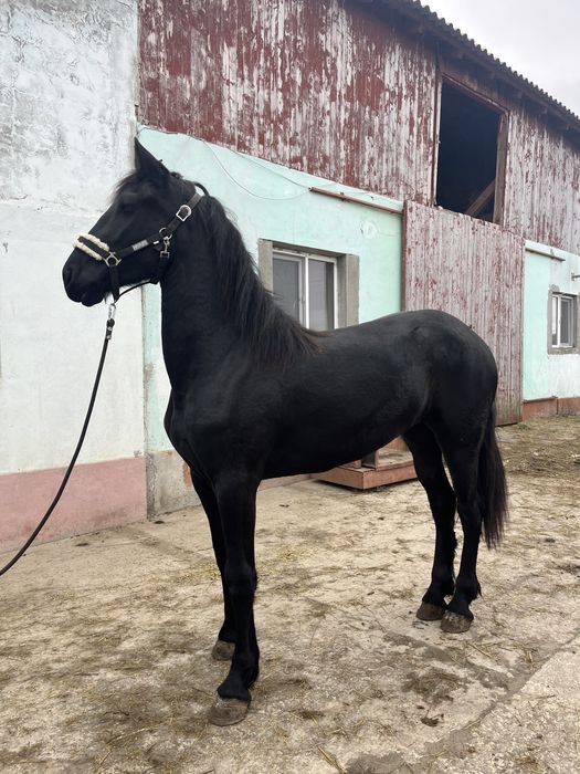 Manza friesian 2 ani