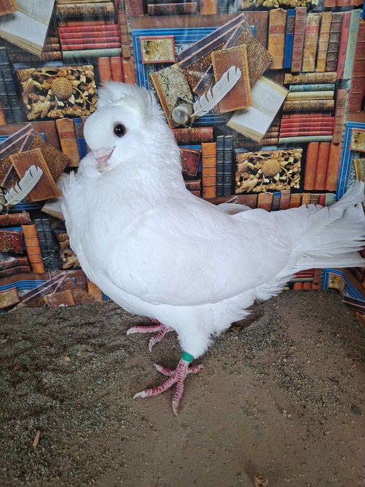 Porumbei pescăruș german tip vechi