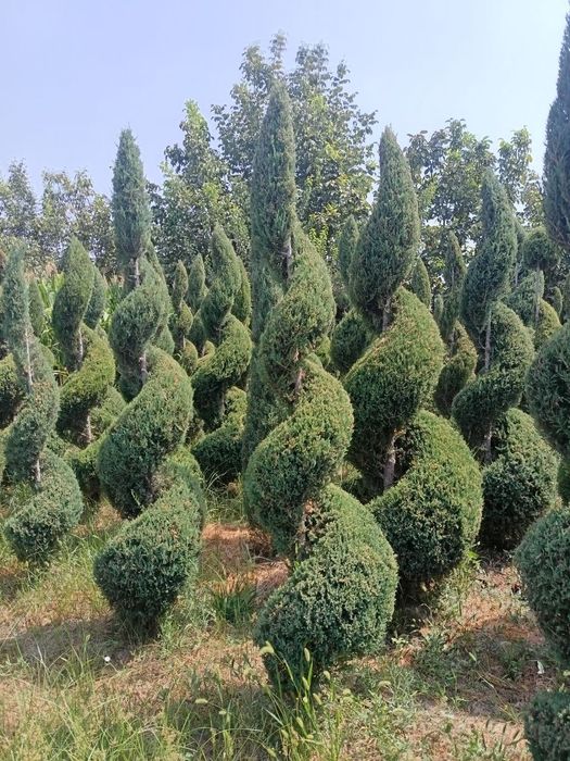 archa va dekrativni kuchatlar