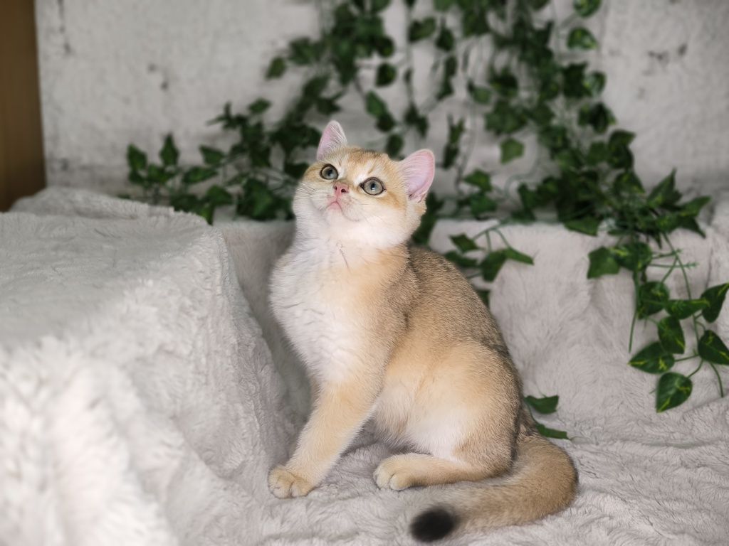 Vand fetita British shorthair golden chinchilla cu pedigree