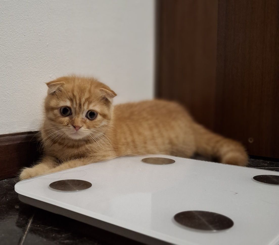 Шотландски котенца