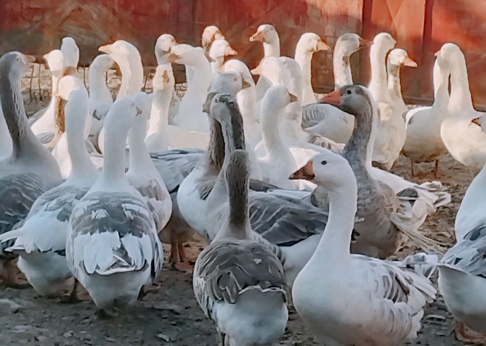 Vând Gâște de carne