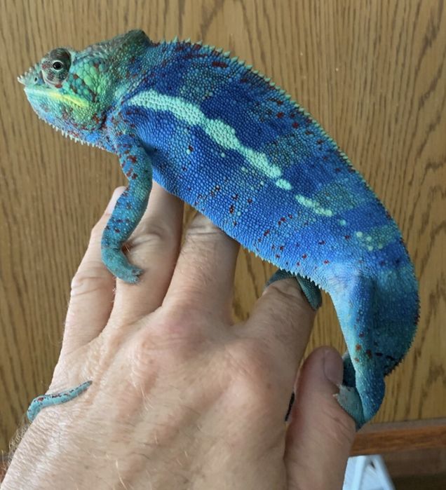 Panther sau veiled cameleon.