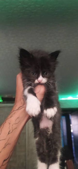 вислоухие котята