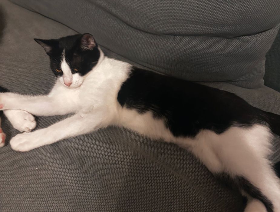 Pisicuta disponibila pentru adoptie