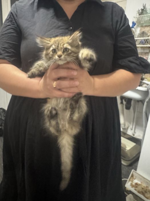 Продам котенок мейкун