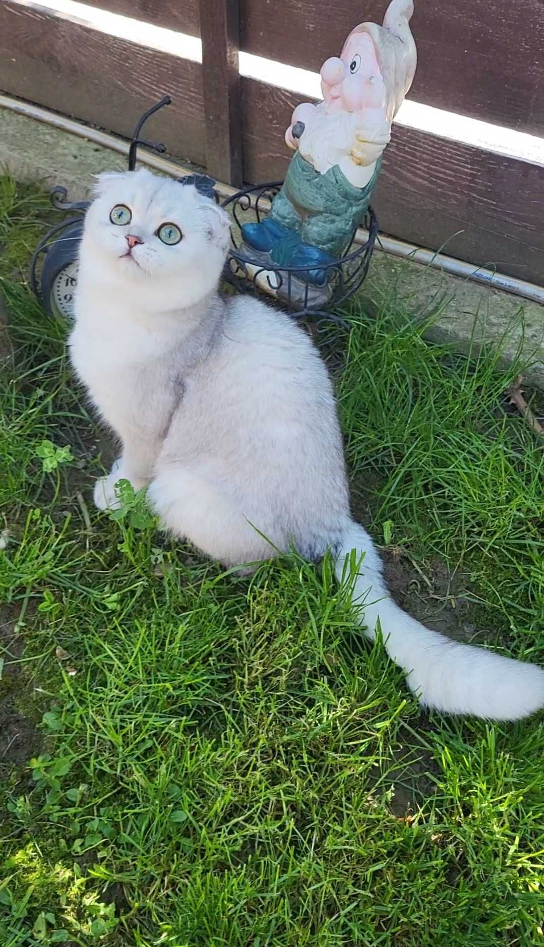 Scottish fold fetita exemplar superb cu pedigree 6 luni