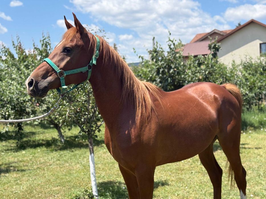 Cal Pur Sânge Arab: Fulger G.V. (Amigo)