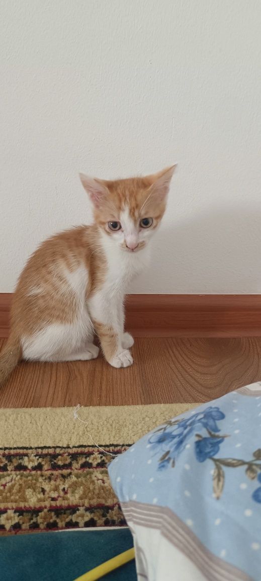 А там котёнка с кошкой