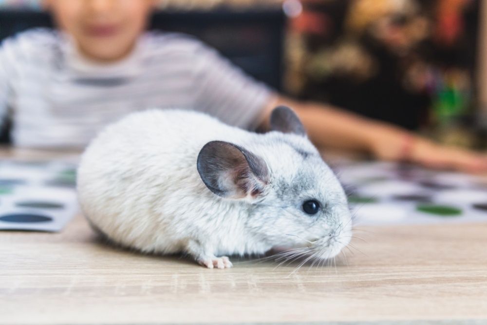 Chinchilla Sinsila Mozaic