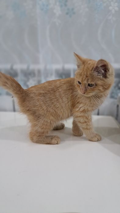 Продам породистого котёнка